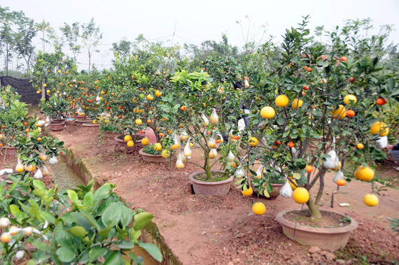 Unique decoration fruit garden welcomes lunar New Year